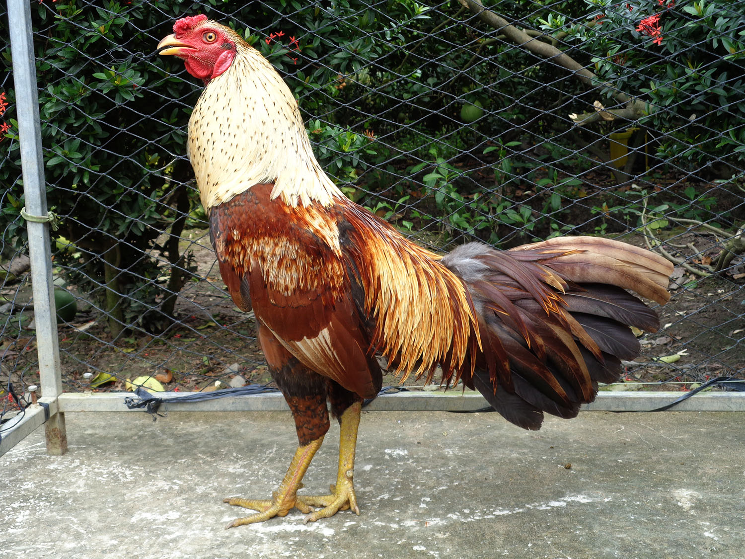 Cách Chọn Gà Đá Cựa Sắt Hay