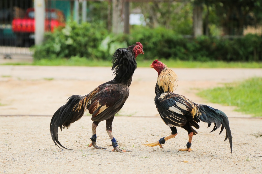 Cách Nuôi Gà Đá Cựa Sắt