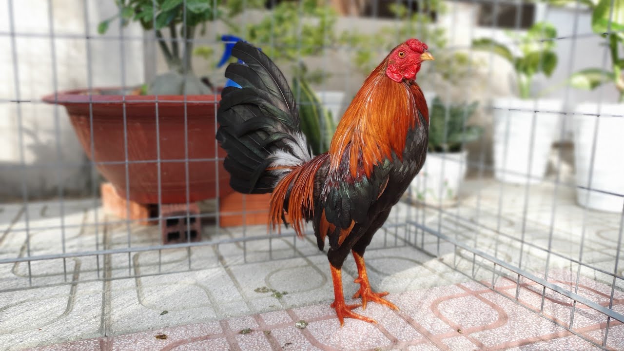 Những Dòng Gà Tre Đá Cựa Sắt Hay