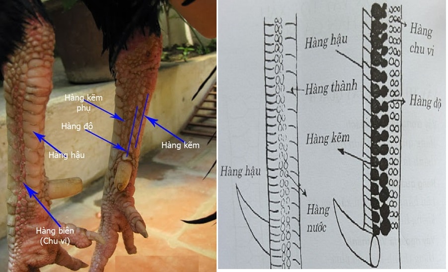 Hàng Độ Gà Chọi