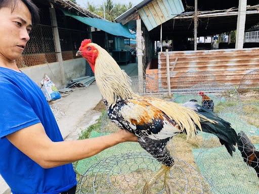 Gà Chọi Thái Nổi Tiếng Với Lối Chạy Kiệu Ai Nhìn Cũng Mê