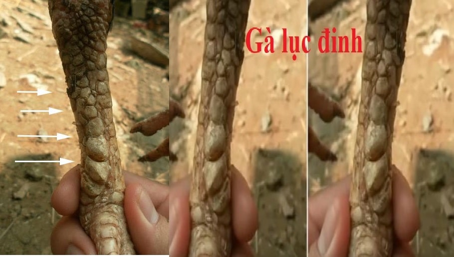 Tất Tần Tật Những Điều Cần Biết Về Gà Linh Kê - Dù Tiền Tỷ Cũng Muốn Mua
